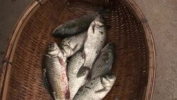 Freshly caught fish flop in a basket. Stock Footage