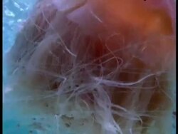 CU Lions Mane Jellyfish, Cyanea capillata, swims with shoal of Clownfish near water surface, Australia Stock Footage