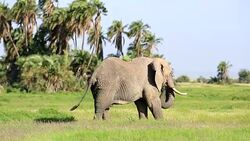 Elephant Grazing in Safari at Wild Stock Footage