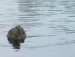 Mallard the duck. ver. 01 Stock Footage