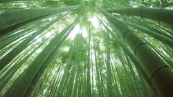bamboo forest - 4K Stock Footage