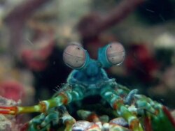 Mantis shrimp (Odontodactylus syllarus) in a burrow on the seabed. Stock Footage