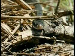 MS front view, snake resting head on fallen branch, sticks out forked tongue Stock Footage
