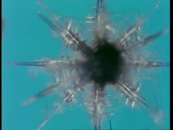 CU microscopic view of Radiolaria, blue background Stock Footage