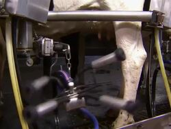Close up of the suction device disconnecting from the cow after the milking procedure. Stock Footage