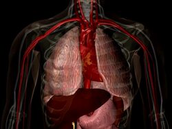 Animated clip showing human respiratory system Stock Footage