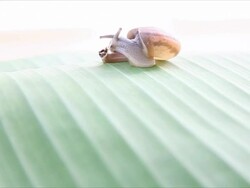 Snails walking on banana Leaves and shake with wind. Stock Footage
