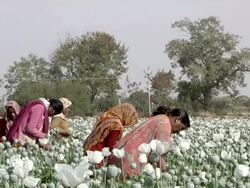 MS Women working in the poppy plantation / Rajasthan, India Stock Footage
