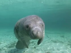 MS Single manatee swimming towards  AUDIO / Crystal River, Florida, United States Stock Footage