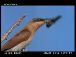CU Carmine bee-eater with grasshopper in beak Stock Footage