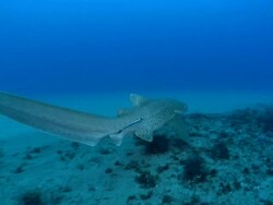 MS POV Shot of Zebra shark swimming away over reef with remora attaching / Matola, Maputo, Mozambique Stock Footage