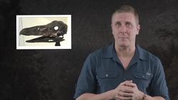 The Time Terror Birds Invaded Instructional Video