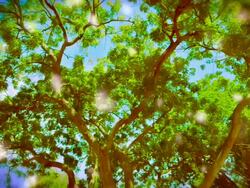 Dream tree Stock Footage