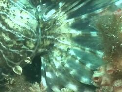 ECU PAN Devil fire fish lying on rock covered with coral and sponges / Matola, Maputo, Mozambique Stock Footage