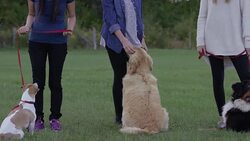 So Many Friends in Obedience Class Stock Footage