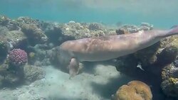 Sirenia calf / Dugong in Red Sea near Marsa Alam Stock Footage