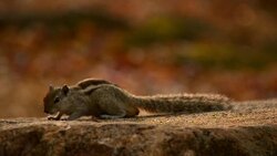 Squirrels fighting for food Stock Footage
