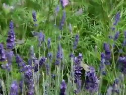 MS Farm of lavandulaÃ‚Â angustifolia / Serrig, Rhineland-Palatinate, Germany Stock Footage