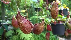 flower Nepenthes, tropical pitcher plants or monkey cups Stock Footage