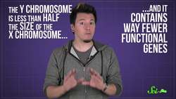 Is the Y Chromosome Disappearing? Instructional Video