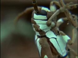 Beetle, Side view, England Stock Footage