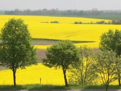 Patchwork canola field landscape in Germany Stock Footage