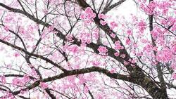Pink Cherry Blossoms in Spring Season Stock Footage