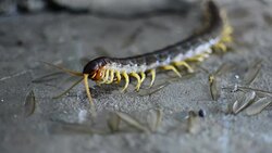 Centipede Isolated Stock Footage