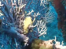 MS PAN Shot of Sea fan covering with various coral and sponge swaying with surge / Matola, Maputo, Mozambique Stock Footage