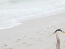 Heron and the ocean Stock Footage