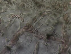 Network of capillaries in tail of Toad tadpole.   Olympus BH-2 microscope Olympus S-Plan 20x objective with 2.5x photoeyepiece. Differential Interference Contrast. Shutter speed 1/1000 second. Horizontal field of view 700 micrometres. Stock Footage