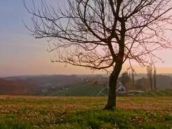 DS Tree on the top of a hill Stock Footage