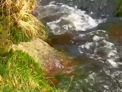 GRASSY RIVERBANK Stock Footage