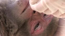 CLEAN: Birth control prescribed for Hong Kong monkeys News Clip