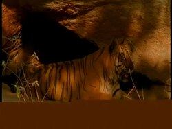 MS Royal Bengal tiger, Panthera tigris tigris, in shelter of cave, snarls, Bandhavgarh National Park, India Stock Footage