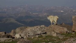 WS shot of a mountain goat nanny with twin kids standing on a mountain top with a very scenic background Stock Footage