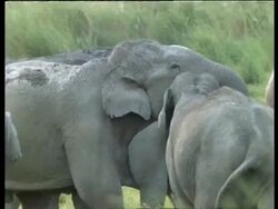 Pair of male Indian Elephants, affectionate play-fighting, surrounded by herd grazing, India Stock Footage