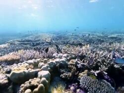 A coral reef in sunlight, Great Barrier Reef Stock Footage