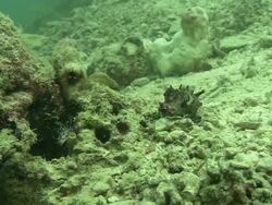 Flamboyant Cuttlefish (Metasepia pfefferi) hunting, walking on hand like tentacles, Kapalai, Sipadan, Borneo Stock Footage