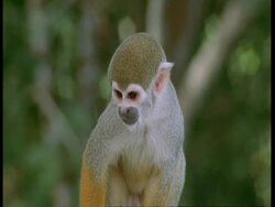 CU Squirrel monkey looking around, jumps out of frame, South America Stock Footage