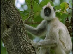 MS Hanuman Langur, Semnopithecus entellus, on tree branch, looking around, Western Ghats, India Stock Footage