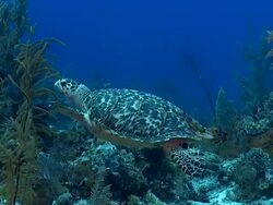 Hawksbill Turtle over tropical Caribbean reef Stock Footage
