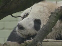 Tian Tian The Panda Laying Down In Enclosure News Clip