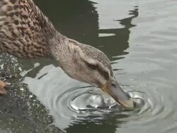 (HD1080i) Drinking Duck Stock Footage