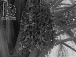 Date trees and market vendors. Algeria, 1947 Stock Footage