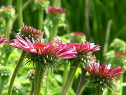 CU Shot of pink Echinacea / Losheim am See, Saarland, Germany Stock Footage