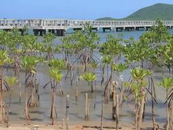 Mangrove Forest Stock Footage