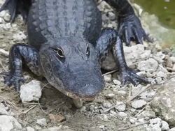 Alligator with fishline Stock Footage