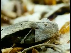 CU Gaboon viper, Bitis gabonica, snakes with heads resembling leaves, edited sequence, Africa; SEQUENCE OF CLIPS, SPECIAL TERMS APPLY Stock Footage