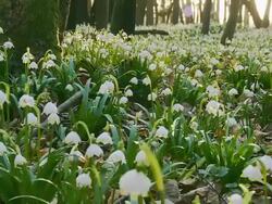 HD DOLLY: Spring Snowflakes In Forest Stock Footage